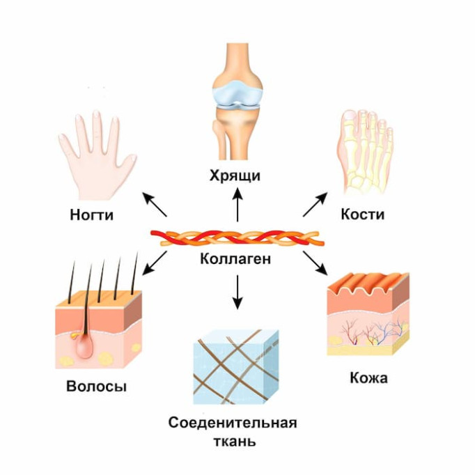 Роль колагену в нашому організмі: як обрати якісний колаген та добова норма